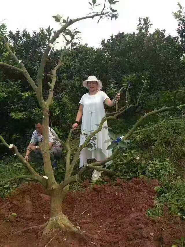 江西柑橘樹黃龍病查看與治療