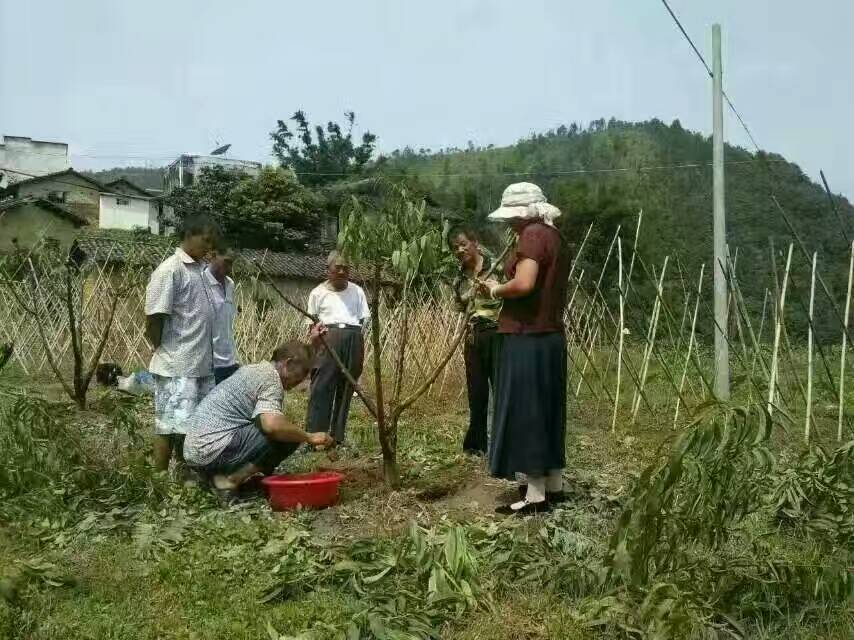 廣東水蜜桃樹根腐病.流膠病查看現(xiàn)場